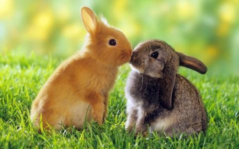 Як одомашнення змінило мозок кроликів - дослідження вчених Рис.1
