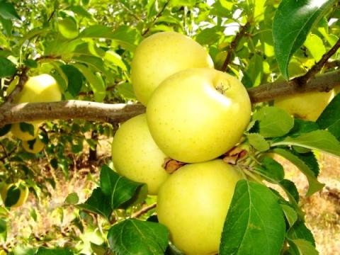 Які сорти яблук та груш найбільше вирощуються в Україні Рис.1