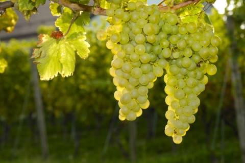 За 6 років миколаївський фермер вивів близько 300 власних сортів винограду Рис.1