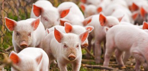 Забезпеченість України власною свининою впала до 40% Рис.1