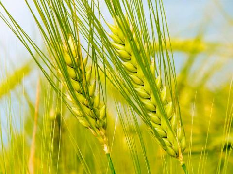 Зернові здатні вибирати потрібні рівні хімічного захисту від комах Рис.1
