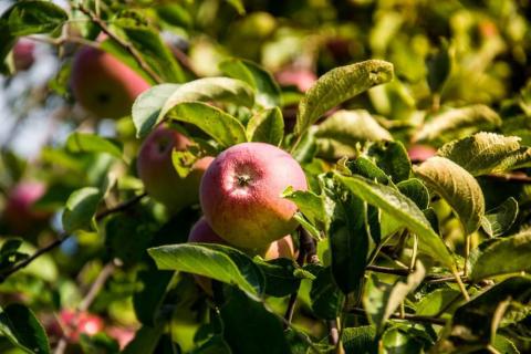 Осінній догляд за яблунями
