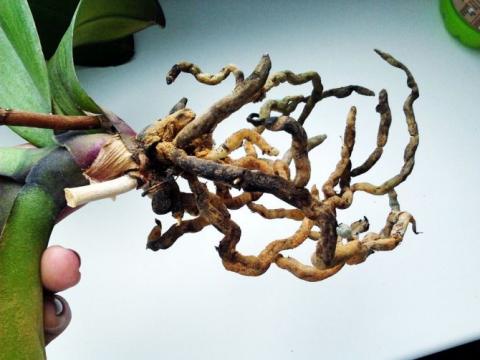 Основні причини загнивання коріння Орхідеї?