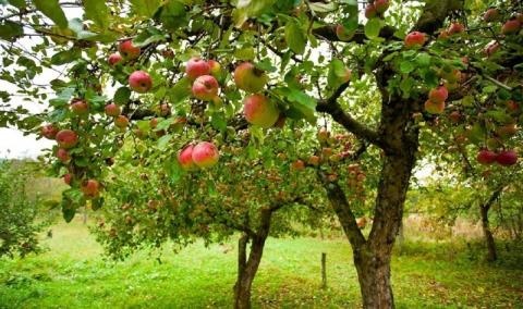 Догляд за яблунями влітку