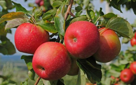 Як виростити багатий урожай Яблук?