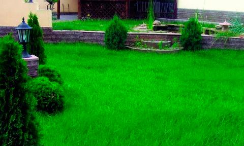 Чи можна посіяти газонну траву без катка?