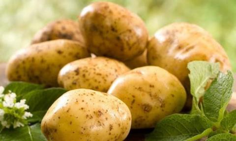 Найпопулярніші в Україні сорти картоплі Рис.1