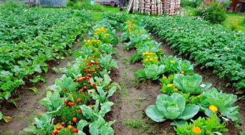 Сумісність рослин на городі: які овочі добре ростуть поруч Рис.1