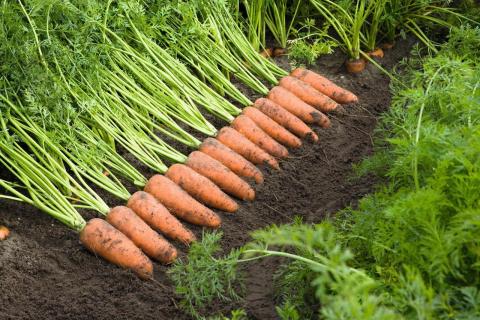 Секрети вирощування моркви Рис.1