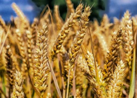 6 важливих порад з управління мікотоксинами в зернових культурах Рис.1