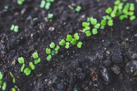 5 порад щодо вирощування ранньої весняної зелені Рис.1