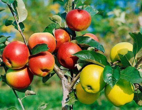 Як зробити мульті-яблуню та виростити три різних сорти Рис.1
