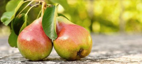 Кілька важливих заходів, які необхідні груші наприкінці літа та на початку осені Рис.1