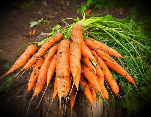 Швидкісне вирощування моркви в серпні-5 порад для солодкого осіннього врожаю Рис.1