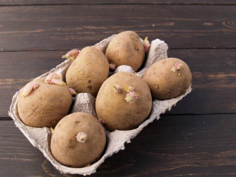 Чим підживити картоплю: які добрива і коли краще вносити, поради фахівців Рис.1