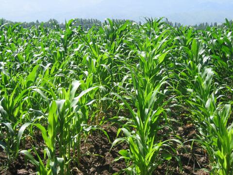  Особливості обробітку ґрунту під час посадки кукурудзи Рис.1