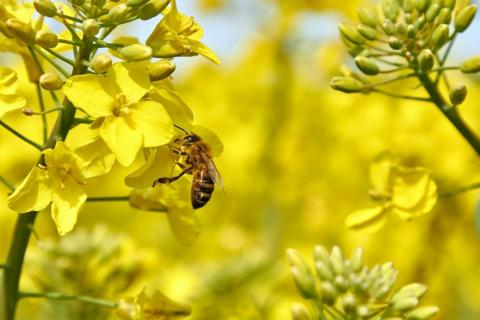 Класи небезпеки пестицидів для бджіл та екологічні регламенти Рис.1