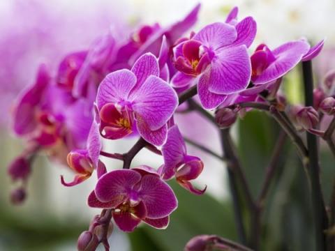 Правильний догляд за орхідеями для новачків Рис.1