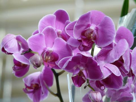Як пересадити орхідею в домашніх умовах Рис.1
