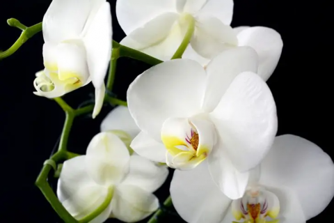 Чому в орхідеї опадають бутони: основні причини та фактори впливу Рис.1
