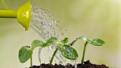 Як поливати город в сильну спеку і не зварити коріння Рис.1
