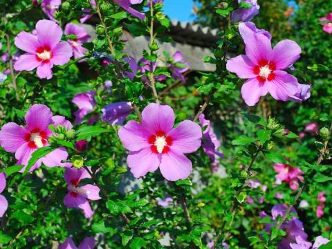 Як виростити гібіскус на клумбі чи в саду: поради квітникарів Рис.1