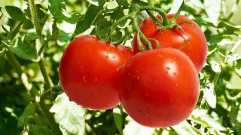 Догляд за томатами в червні Рис.1
