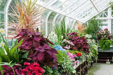 Комнатные и садовые растения: красота и уют в вашем доме и саду Рис.1