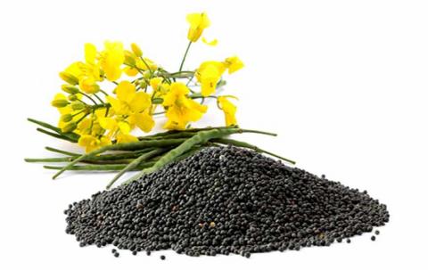 В Україні вироблятимуть насіння ріпаку франузької генетики Рис.1