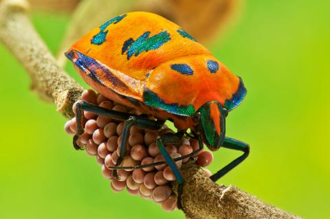 40% відомих людству видів комах знаходяться на межі вимирання Рис.1