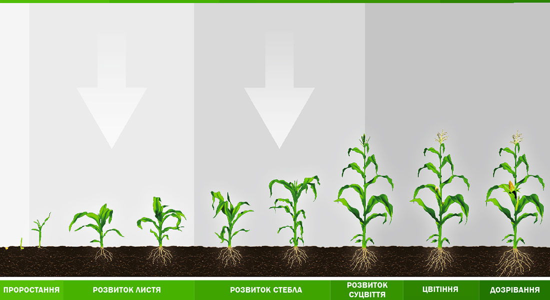technology-corn.jpg
